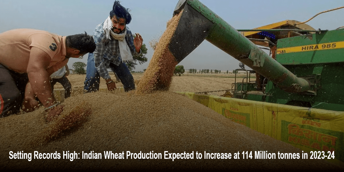 Wheat Production in 2023-24